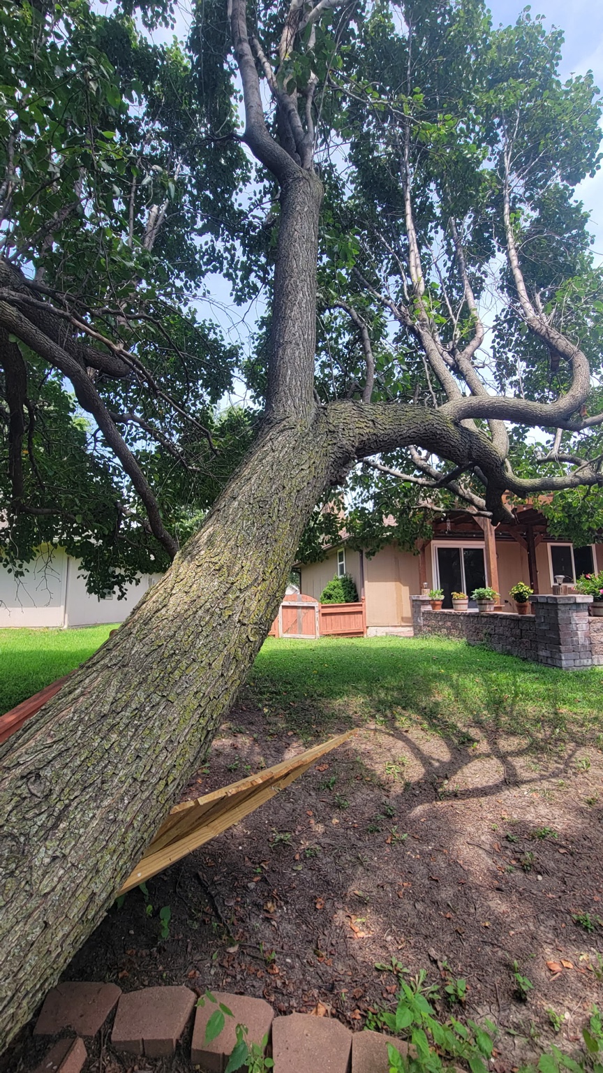 Large leaning hazard tree before removal in Warrensburg, MO